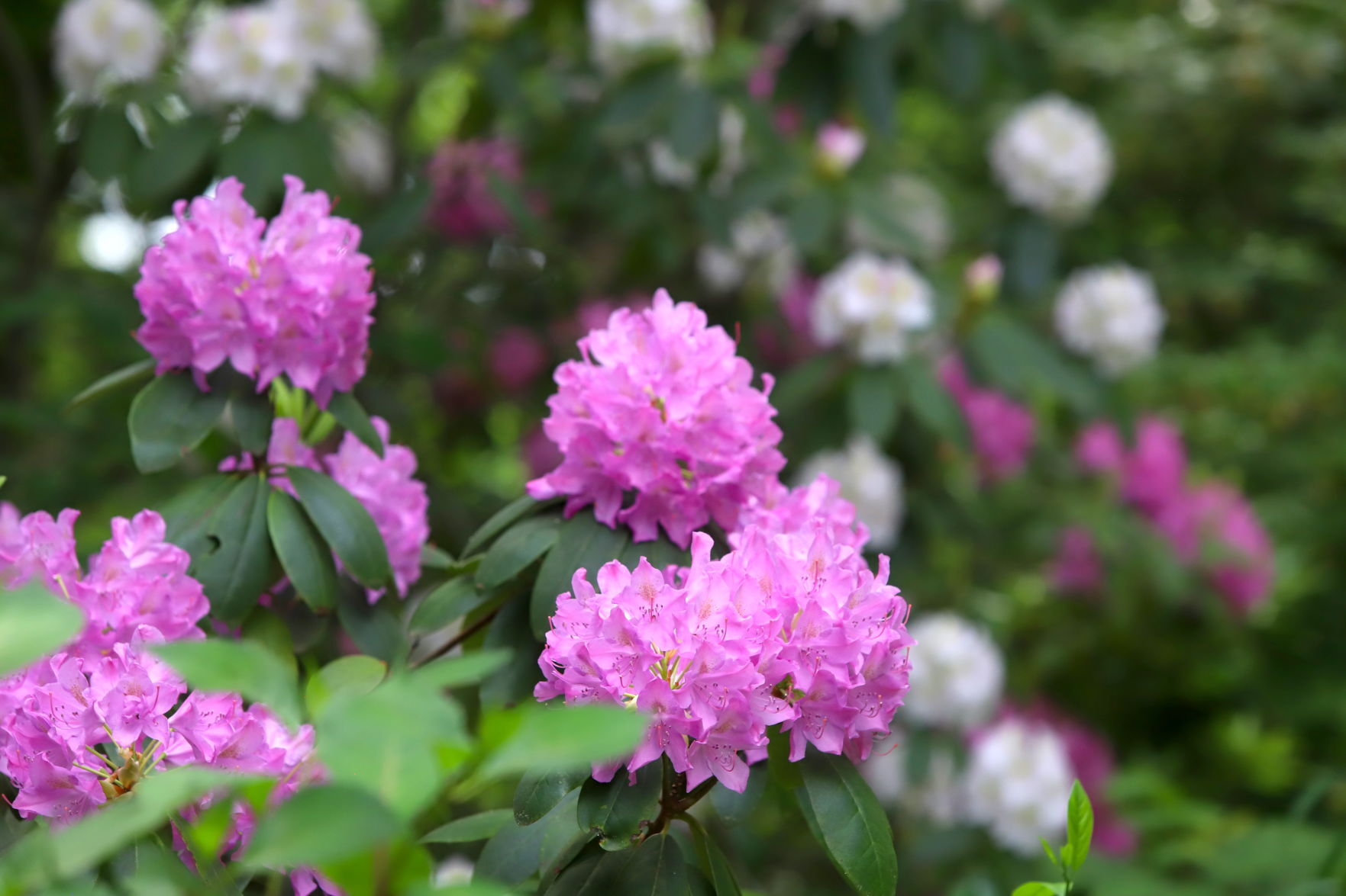 Newark Garden Tour